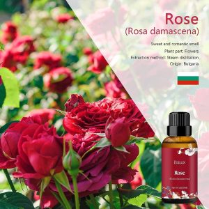 ESSLUX Clean Collection and Rose Collection